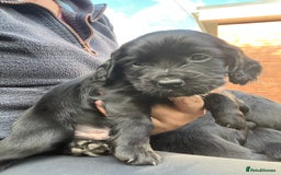 Cocker Spaniel dogs for sale: Pedigree working cocker spaniels - Image 5