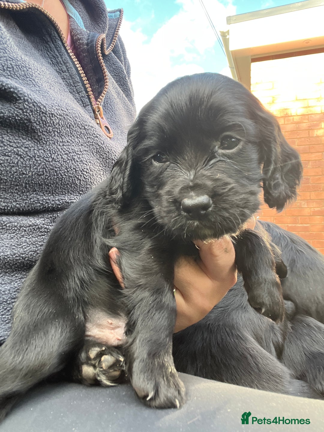 Cocker Spaniel dogs for sale: Pedigree working cocker spaniels - Image 5