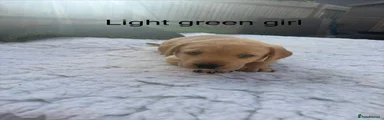 Light green girl
