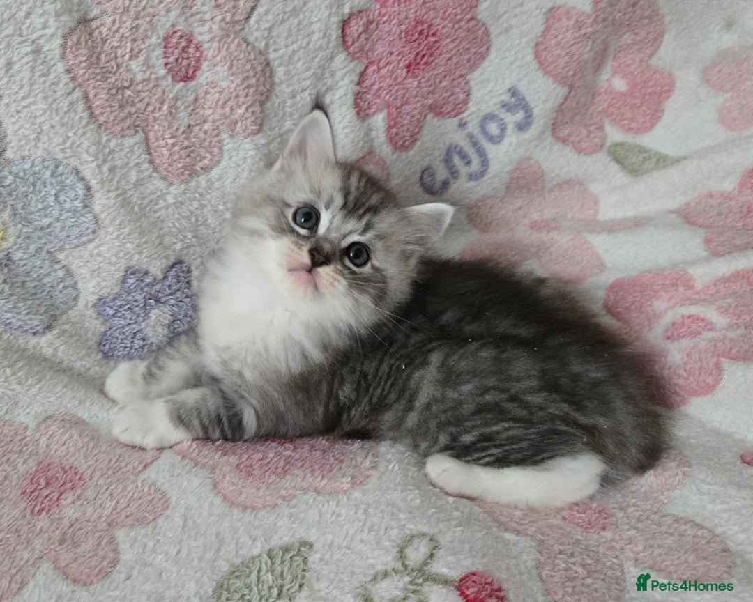 Maine Coon cats for sale: Stunning GCCF Maine Coon babies - Image 11