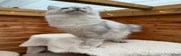 Maine Coon cats for sale: BLUE SILVER SHADED TICA REGISTERED  - Advert 8