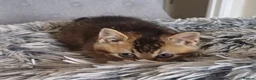 British Shorthair cats for sale: Beautiful TICA Scottish Straight and Fold kittens  - Advert 16