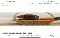 Miniature Dachshund dogs for sale: Minature dachshund pups  - Image 10