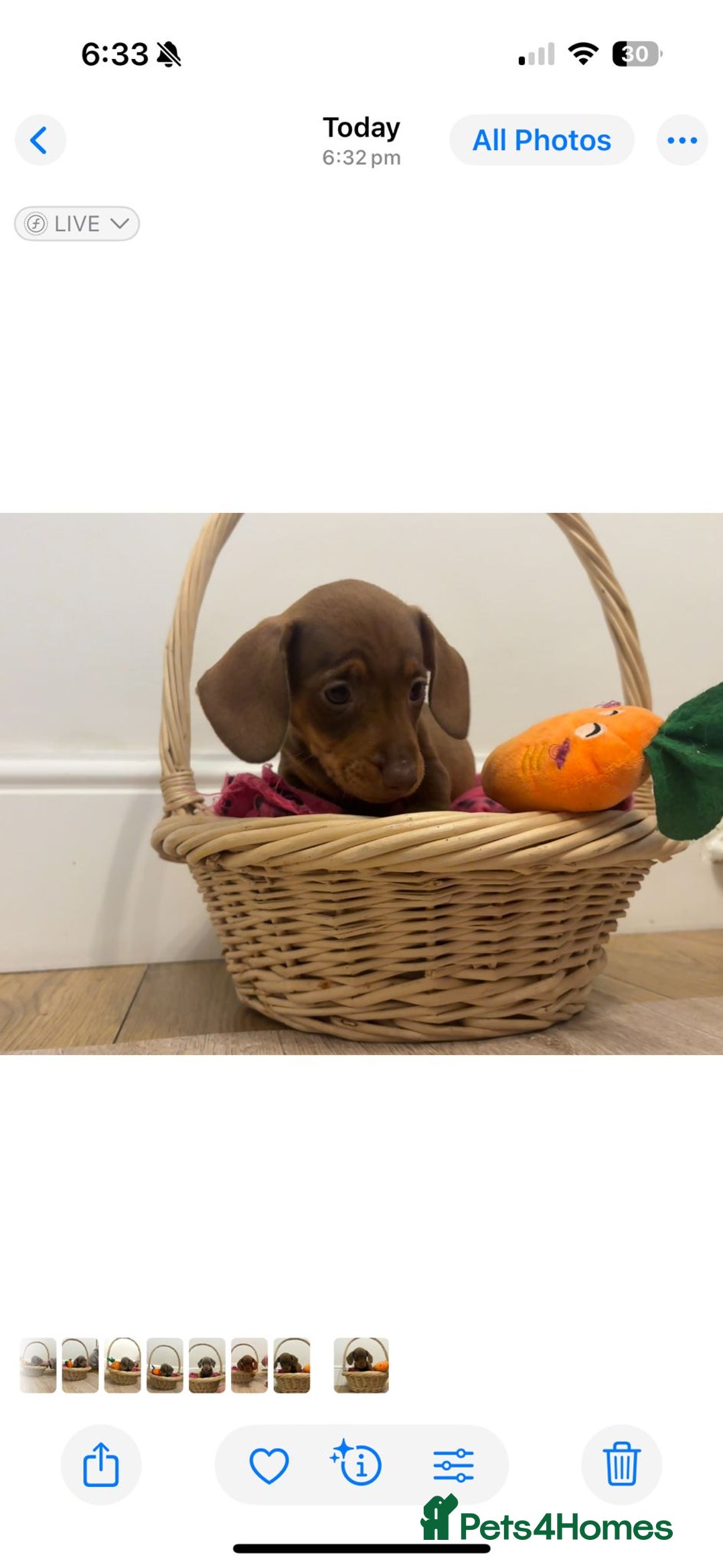 Miniature Dachshund dogs for sale: Minature dachshund pups  - Image 10