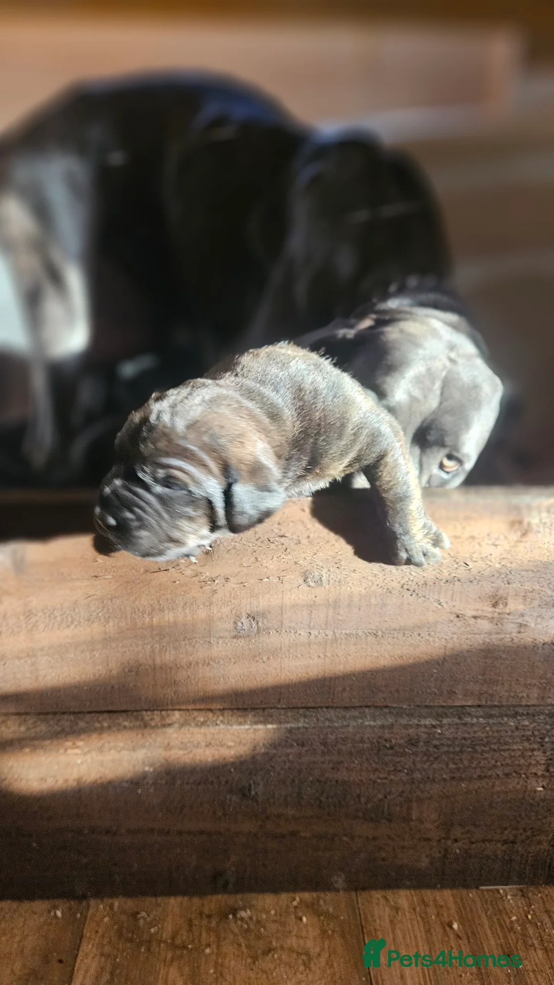 Mixed Breed dogs for sale: CaneWeiler Pupps - Advert 10