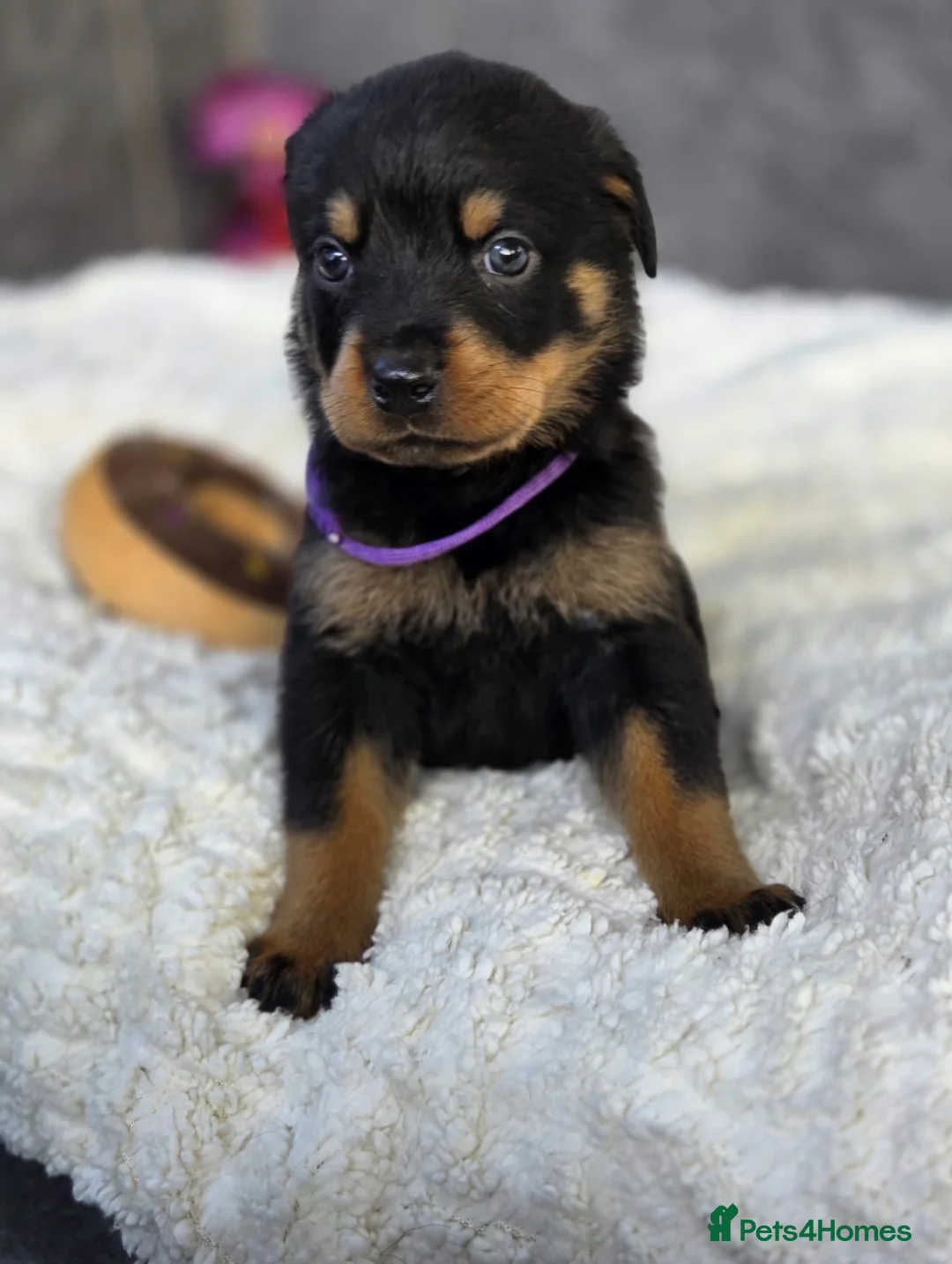 Rottweiler dogs for sale: Stunning Rottweiler pups - Advert 32