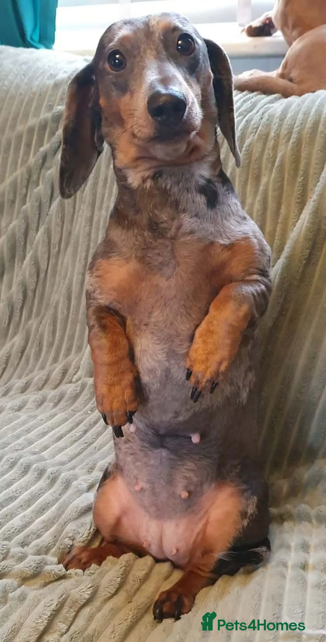 Miniature Dachshund dogs for sale: Beautiful Dachshund Puppies - Advert 11