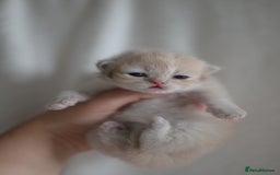 British Shorthair cats for sale: Golden Shaded Kittens WCF & TICA Registered - Image 25