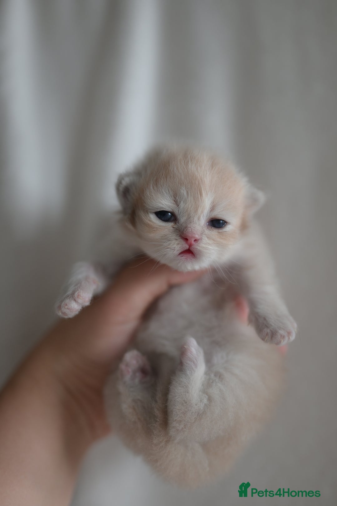 British Shorthair cats for sale: Golden Shaded Kittens WCF & TICA Registered - Image 25