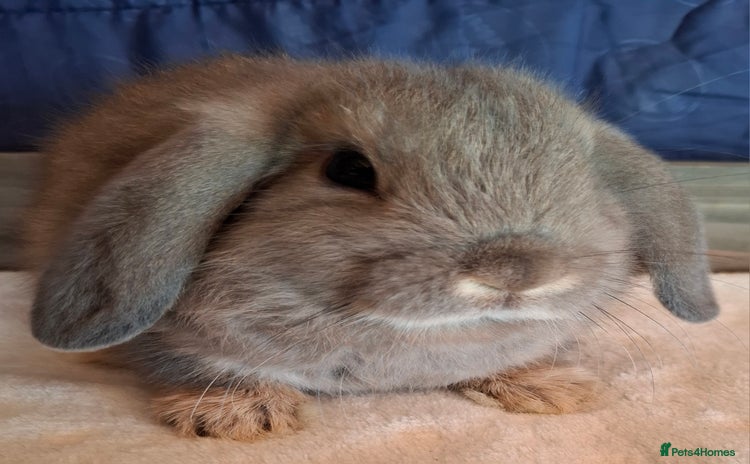 Mini Lop rabbits - Advert 16