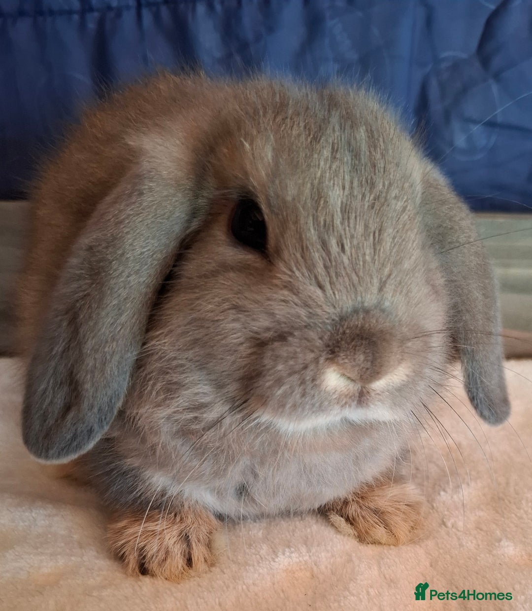 Mini Lop rabbits for sale: Mini lops - Image 1