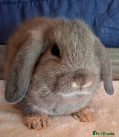 Mini Lop rabbits - Advert 6
