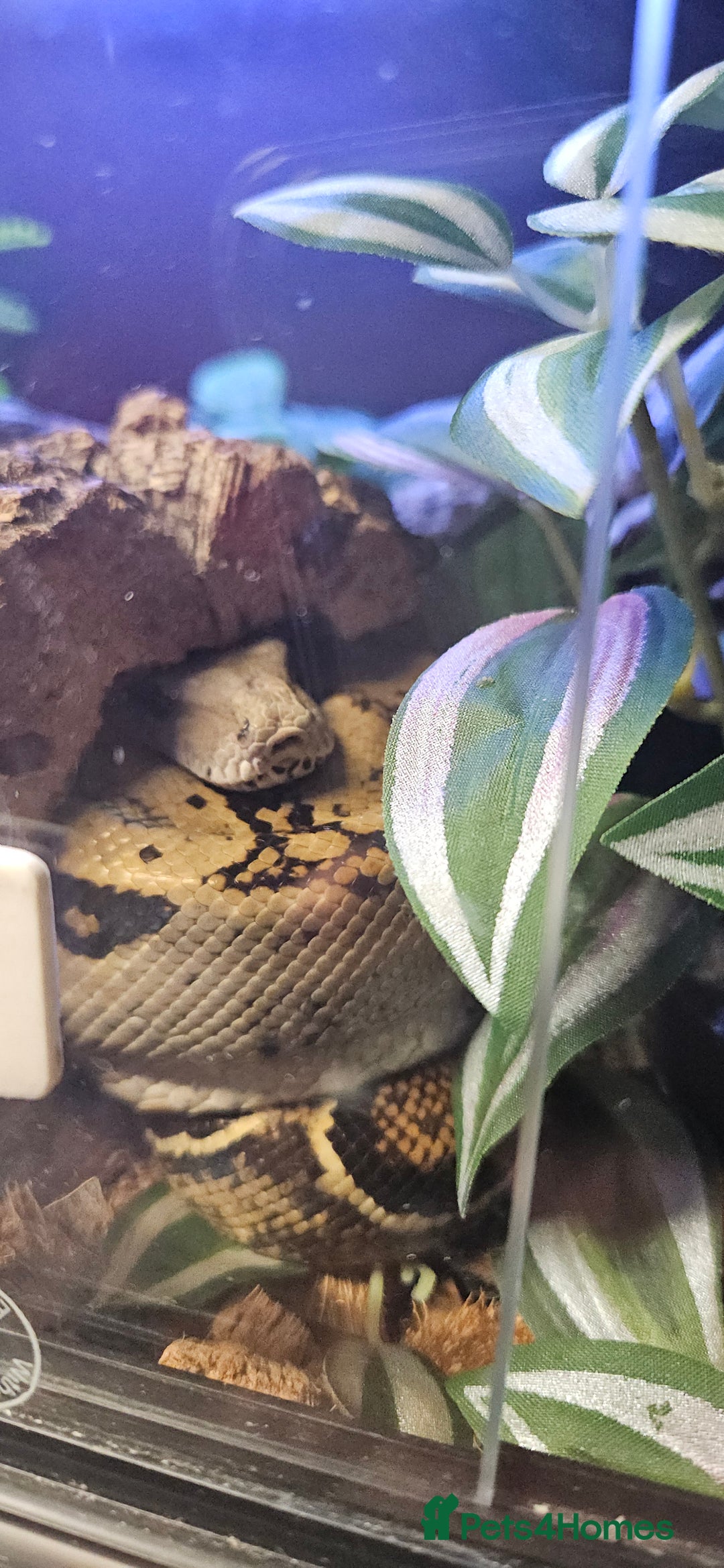 Boa Snake reptiles for sale: Nicaragua Boa Female approx 5 years old and Set Up - Image 9