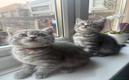 Scottish Fold cats for sale: scottish fold kittens  - Image 2