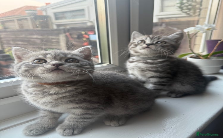 Scottish Fold cats - Advert 10