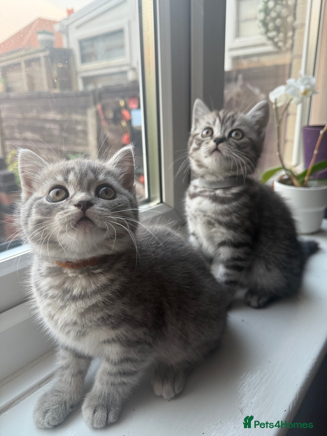 Scottish Fold cats for sale: scottish fold kittens  - Image 2