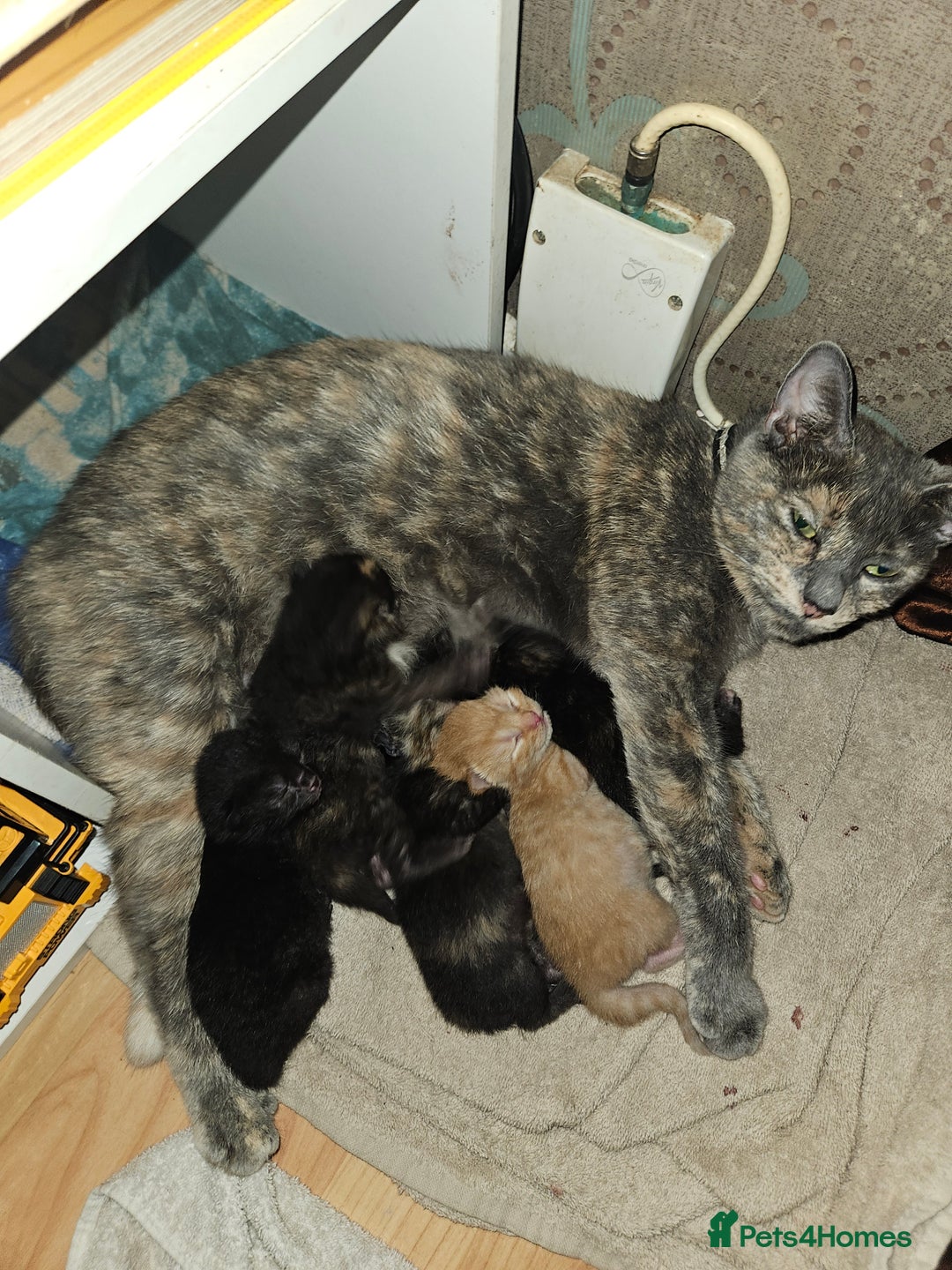 Mixed Breed cats for sale: 4 mixed breed kittens  - Image 1