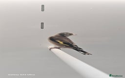 Finches birds for sale: Goldfinch greenfinch  - Image 14