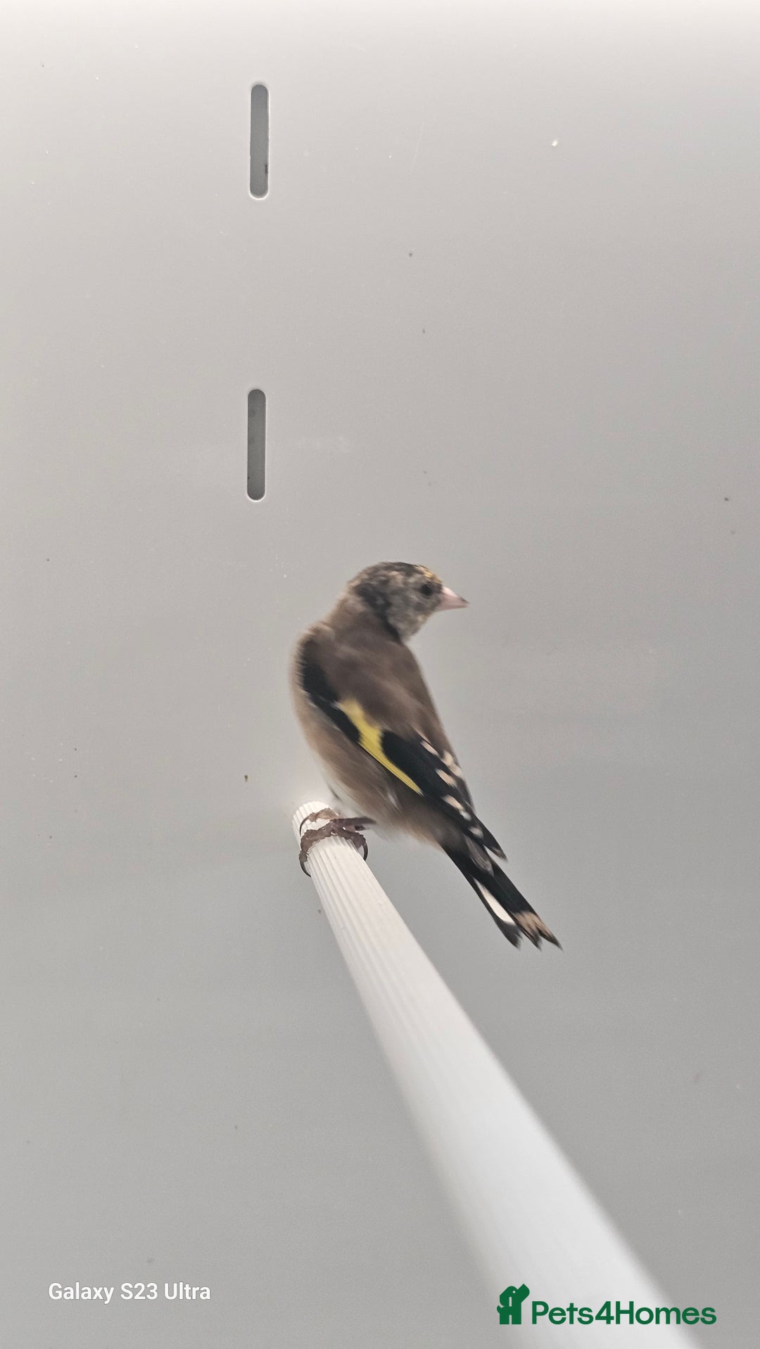 Finches birds for sale: Goldfinch greenfinch  - Image 14