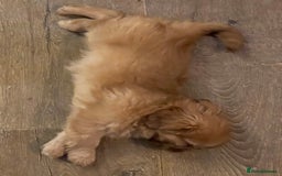 Shih Tzu dogs for sale: Shih Tzu Coloured Pups Standard x Imperial  - Image 9