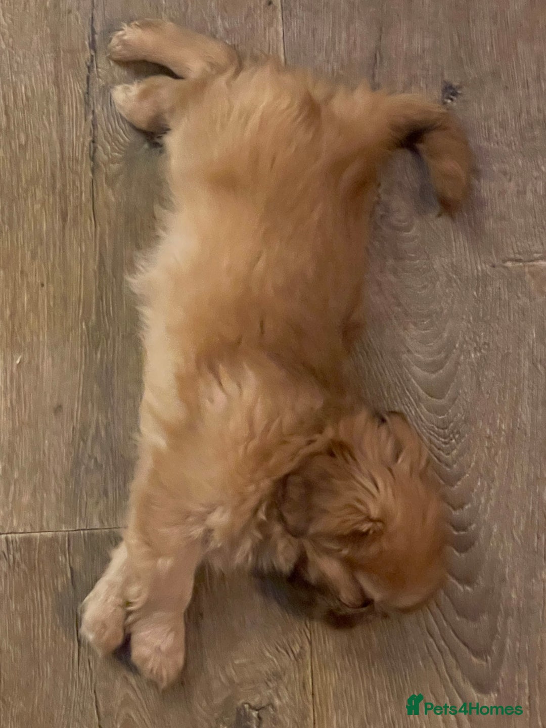 Shih Tzu dogs for sale: Shih Tzu Coloured Pups Standard x Imperial  - Image 9