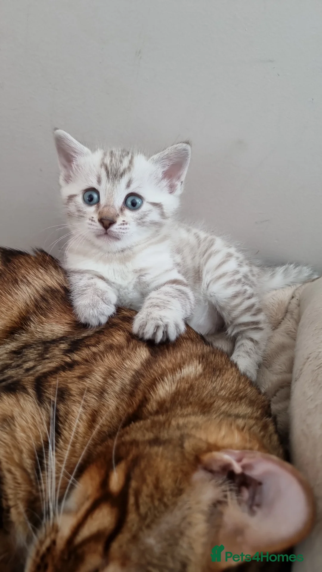 Bengal cats for sale: Snow Leopard Bengal Kitten - Advert 2