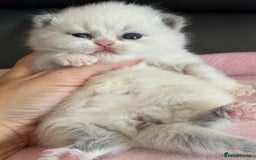 British Shorthair cats for sale: TICA registered colourful littler of BSH kittens  - Image 15