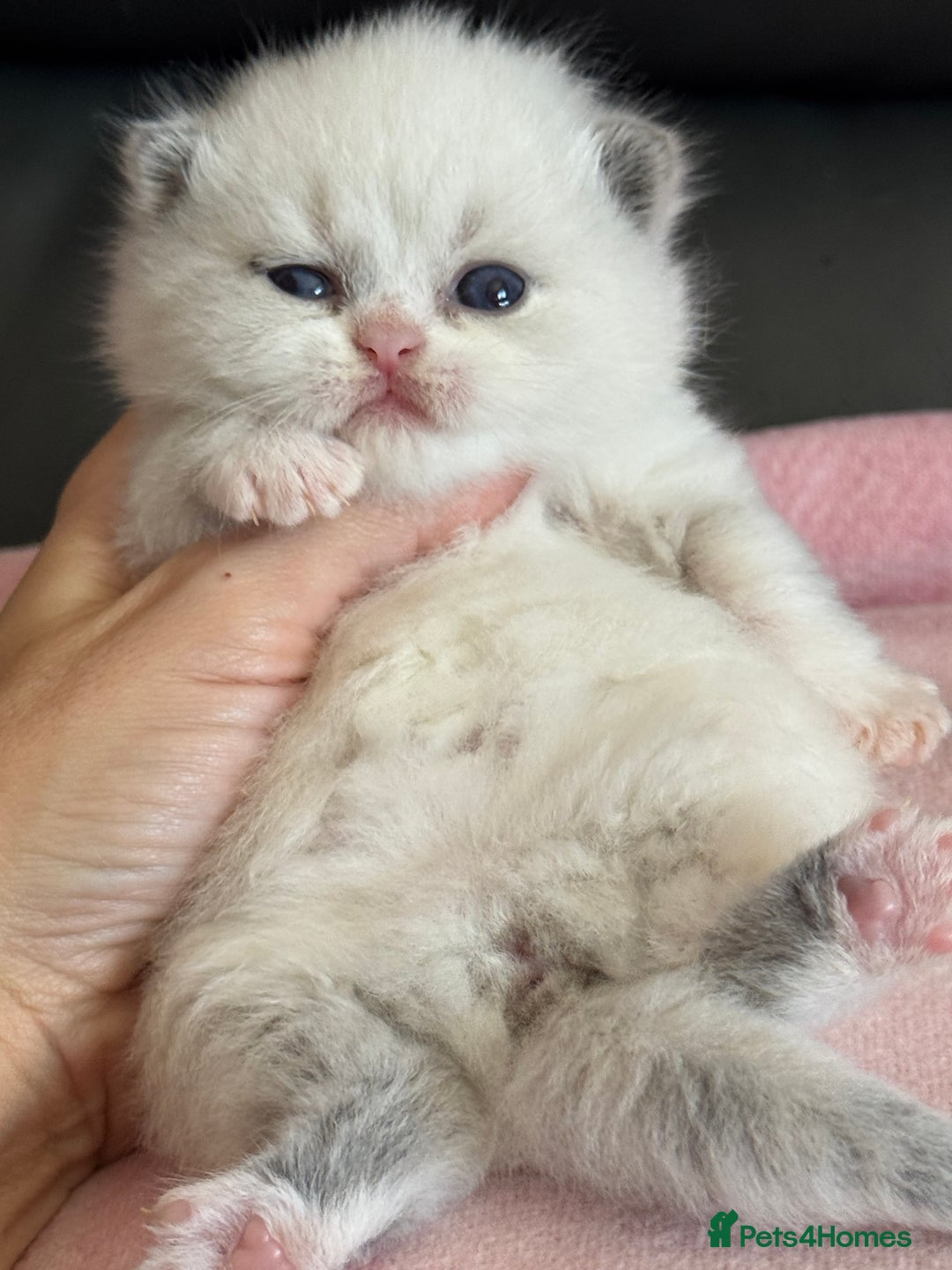 British Shorthair cats for sale: TICA registered colourful littler of BSH kittens  - Image 15