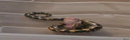 Boa Snake reptiles for sale: Baby Sand Boas Available (mix of morphs) - Advert 5