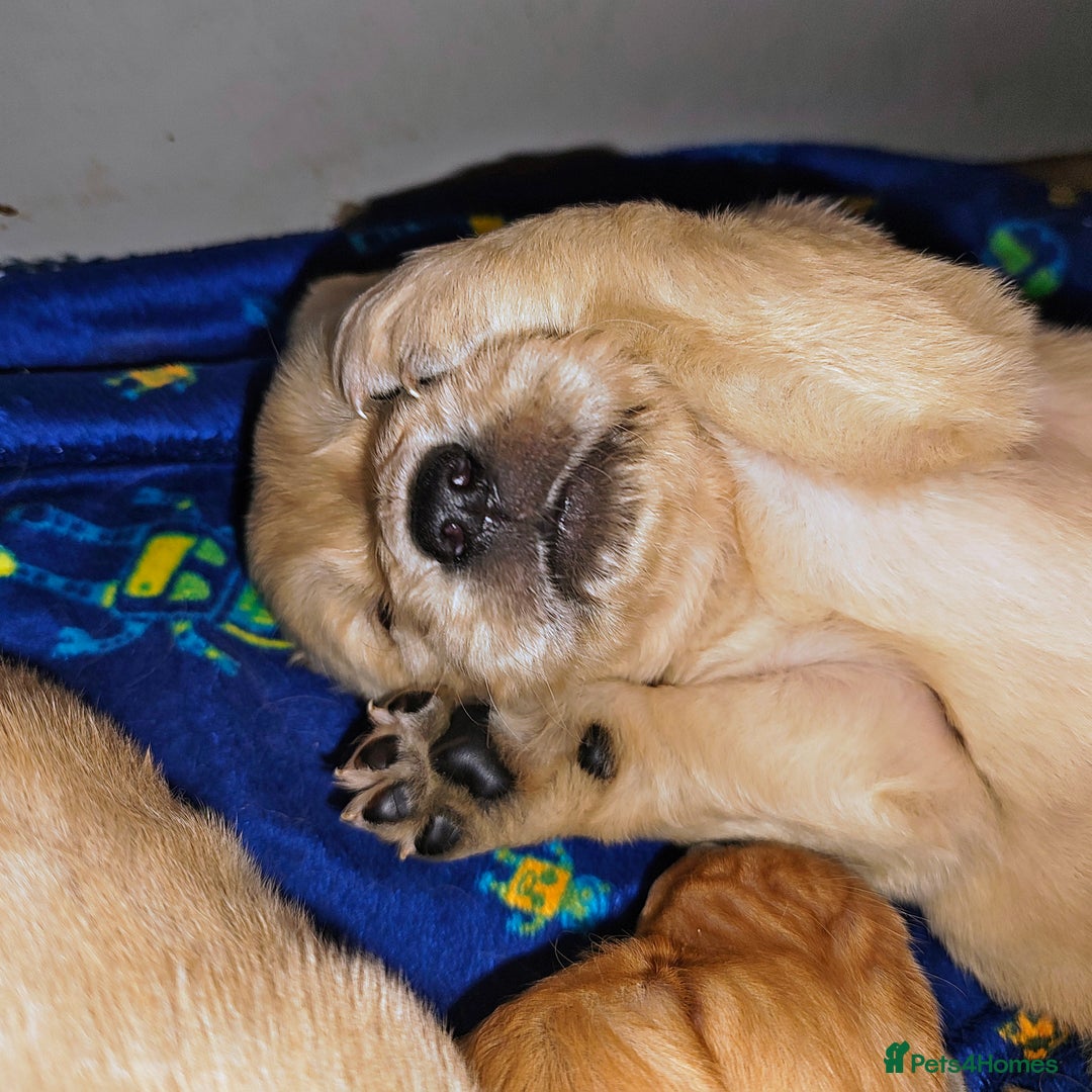 Golden Retriever dogs for sale: Amazing puppies  - Advert 15