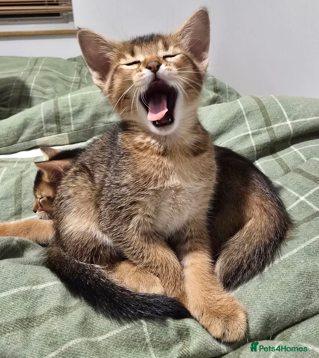 Abyssinian cats for sale: Stunning Kittens – Not to Miss - Advert 15