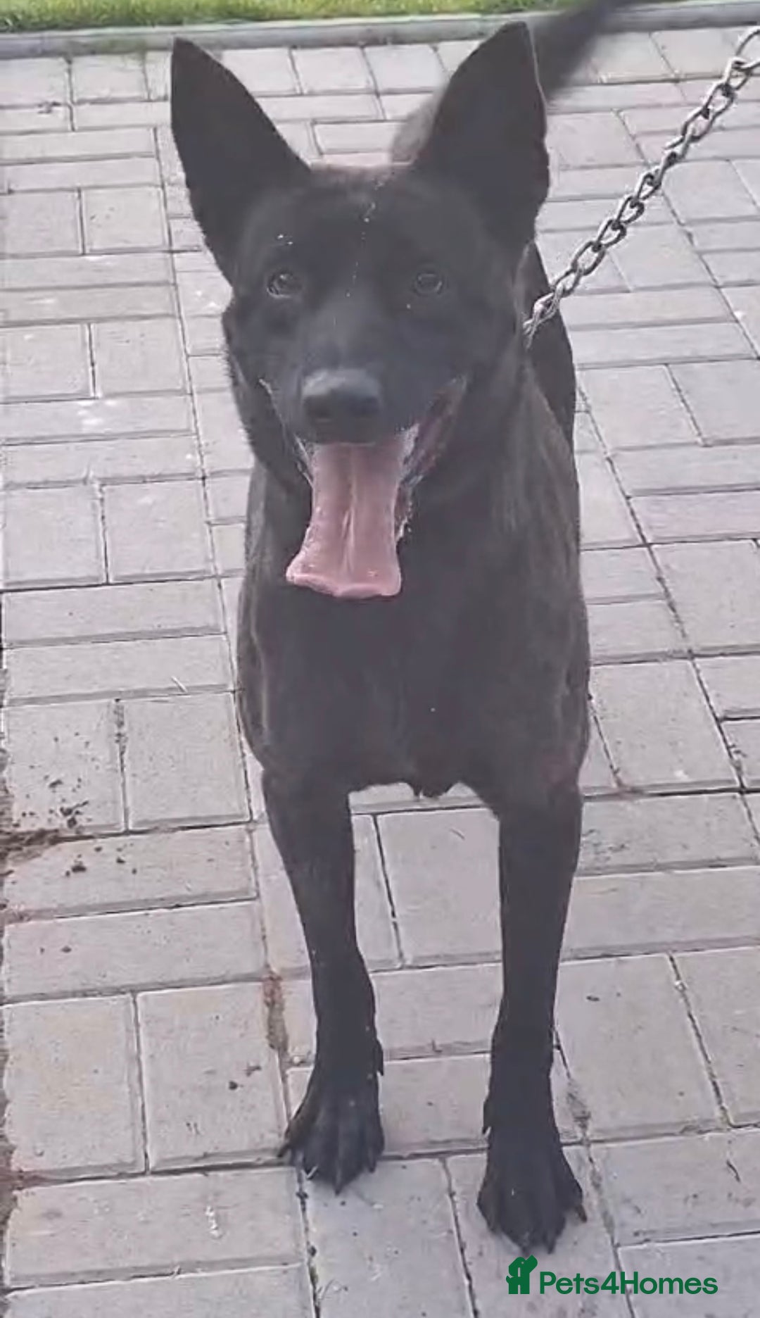 Mixed Breed dogs for sale: Dutch Malinois Puppies- Ready 13/12/2025 - Advert 3