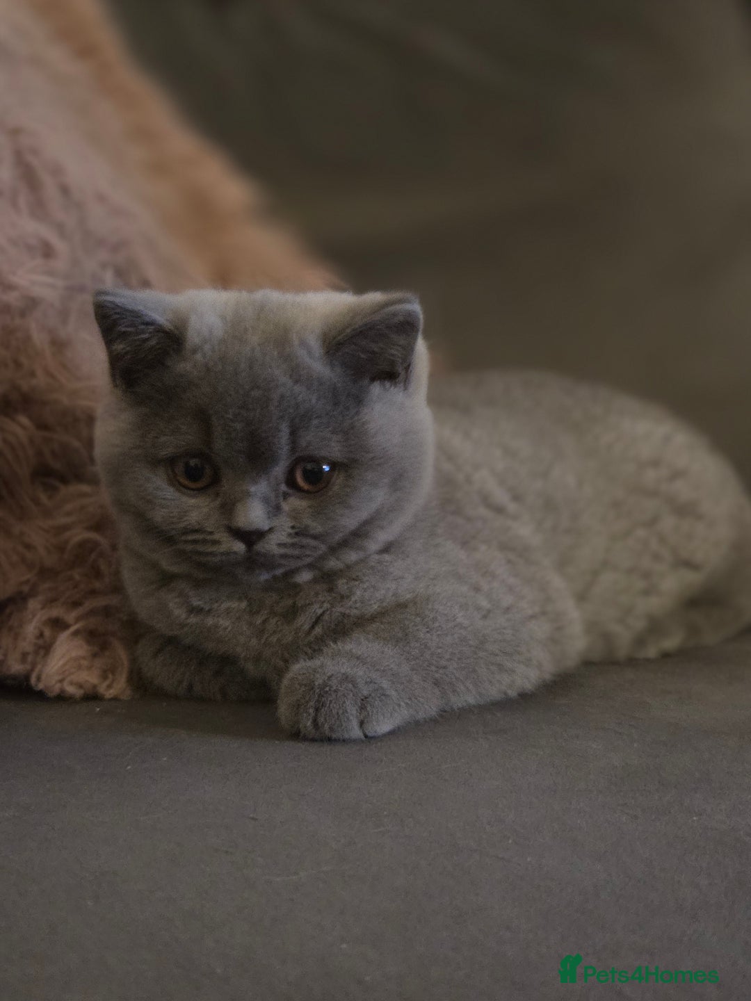 British Shorthair cats for sale: Gccf registered blue British shorthair boy left  - Advert 1
