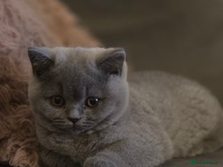 British Shorthair cats Gccf registered blue British shorthair boy left - Advert 1
