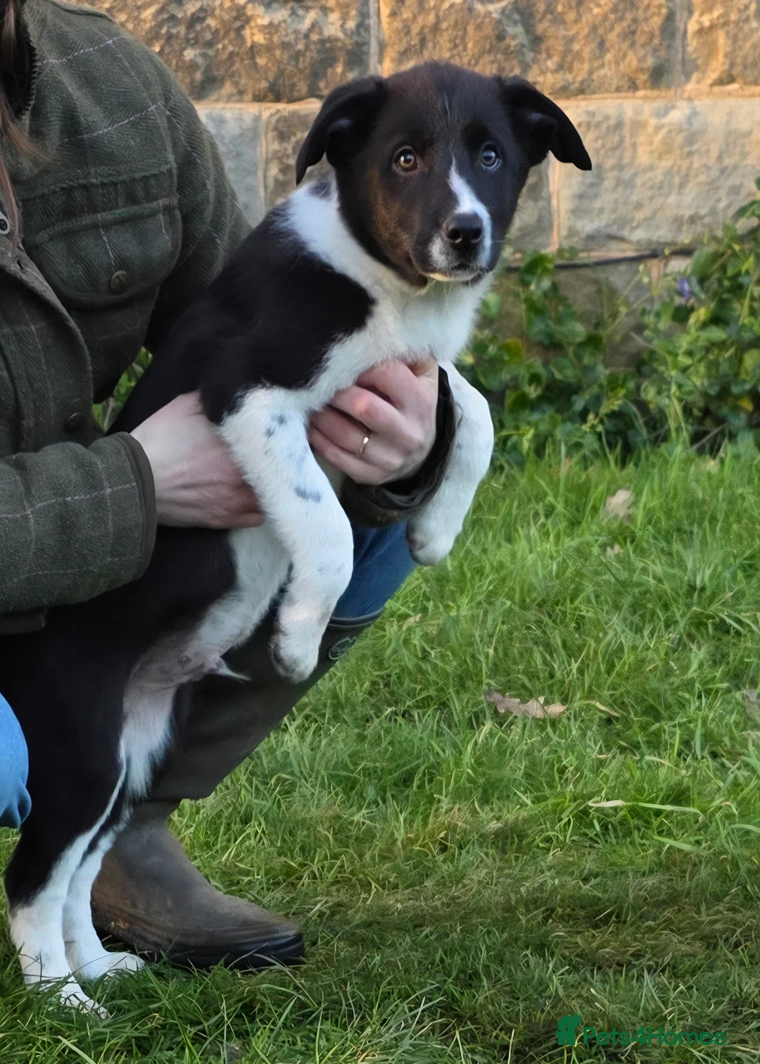 Border Collie dogs for sale: 🐾 Border Collie Pups - 1 Boy Available 🐾 - Advert 5