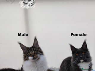 Maine Coon cats Maine Coons Kittens Russian line TICA REGISTERED - Advert 5