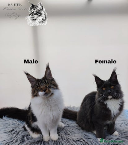 Maine Coon cats Maine Coons Kittens Russian line TICA REGISTERED - Advert 11