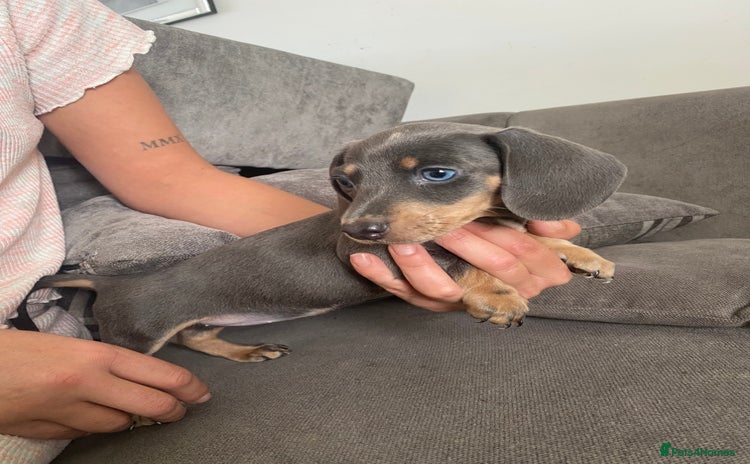 Dachshund dogs - Advert 3