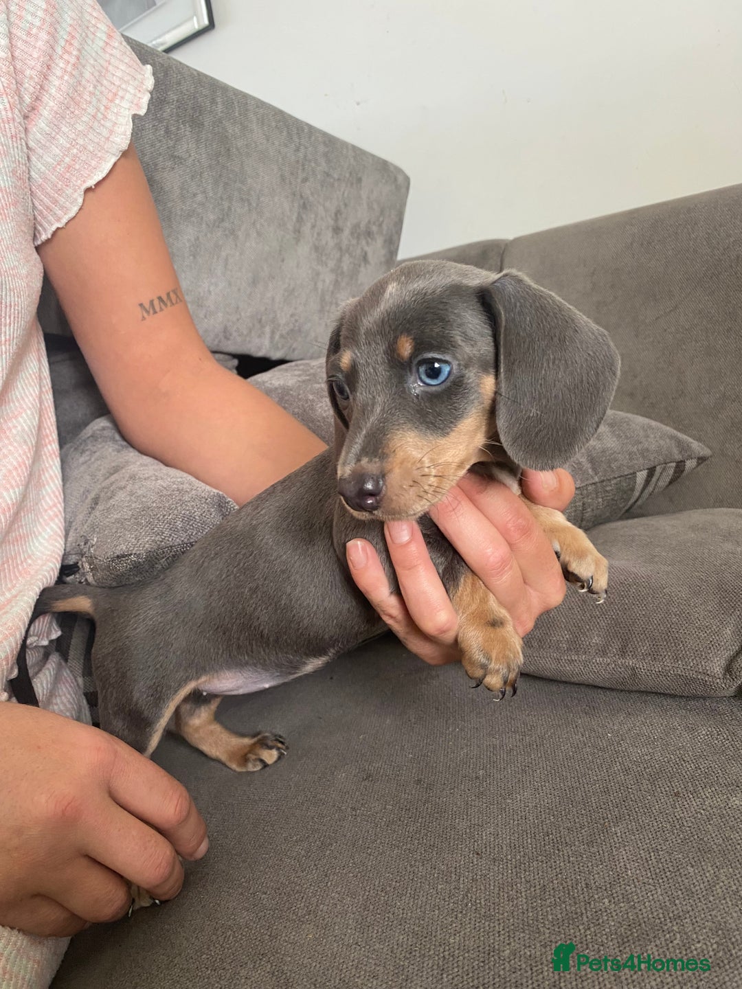 Dachshund dogs for sale: Dachshund  - Image 1