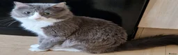 Mixed Breed cats for sale: 2 beautiful mixed siberian kittens left for sale - Advert 10