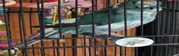 Parakeets birds for sale: Heart breaking sale - Advert 1