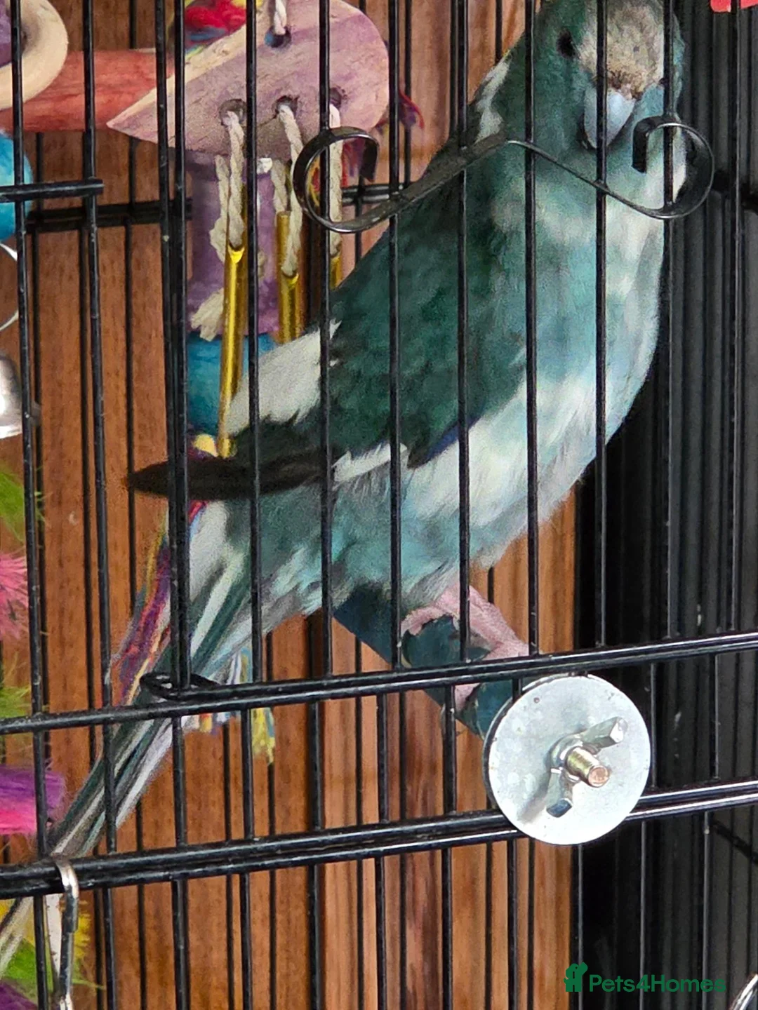 Parakeets birds for sale: Heart breaking sale - Advert 1