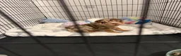 Shar Pei dogs for stud: Choc and tan top quality Sharpei stud  - Advert 14