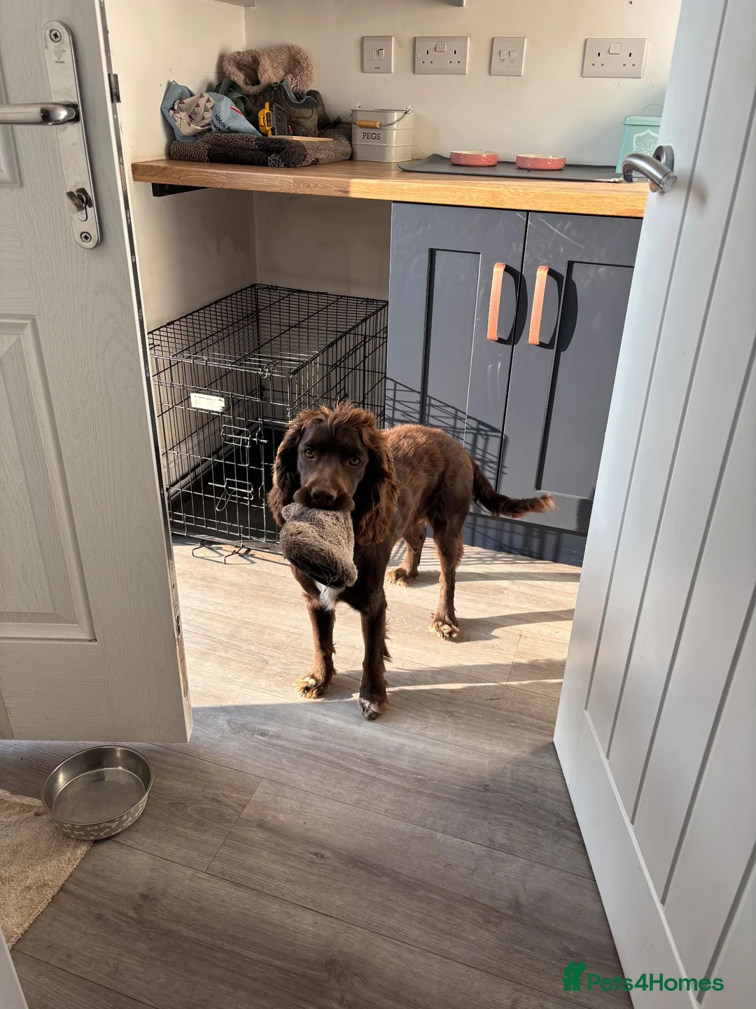 Cocker Spaniel dogs for sale: Charlie looking for a forever home in Matlock - Advert 3