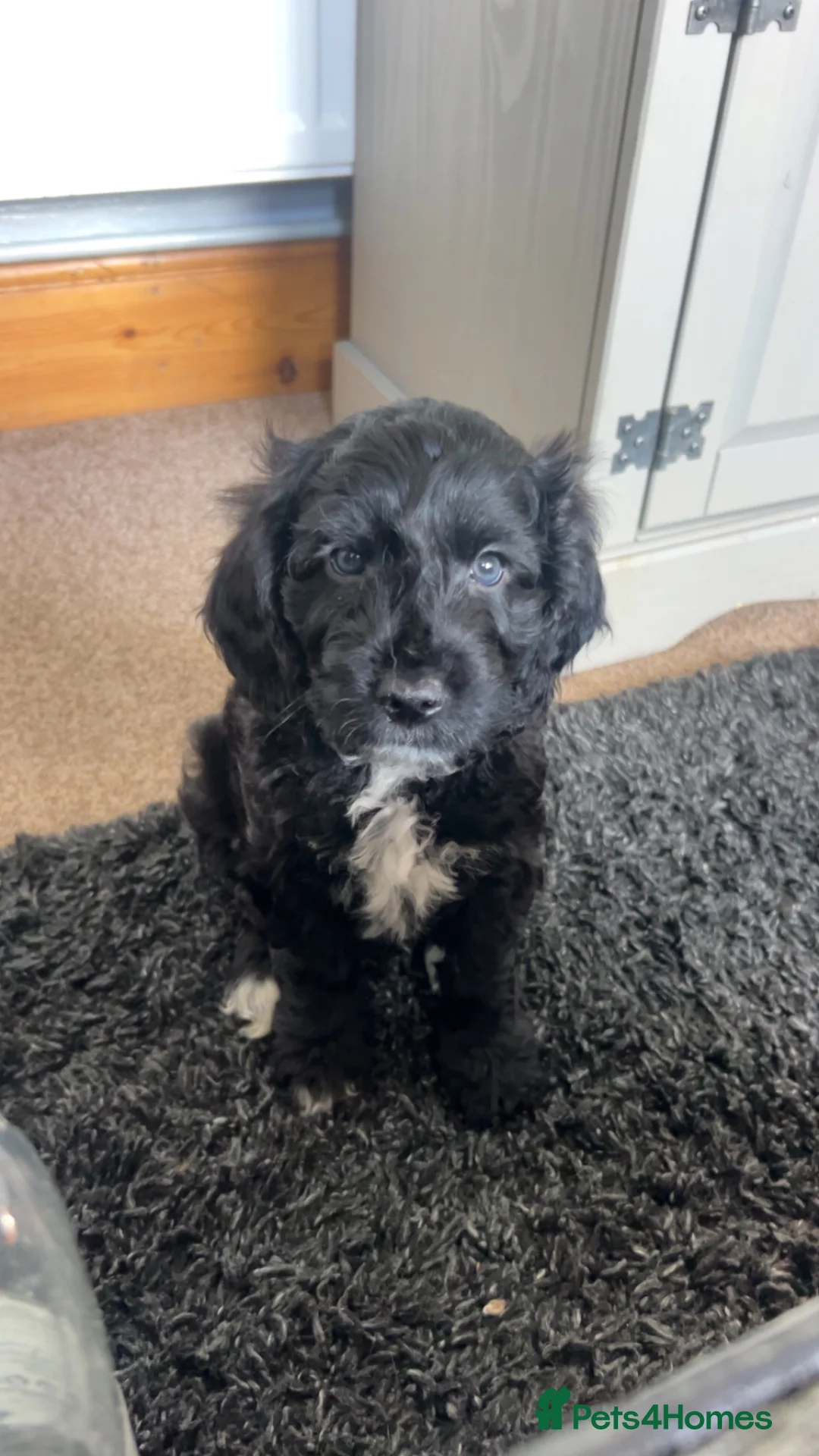 Cockapoo dogs for sale: Male and female cockapoo puppy’s  - Advert 1