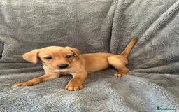 Labrador Retriever dogs for sale: READY NOW - KC Fox Red Labrador Puppies  - Image 7