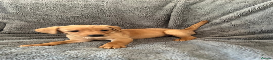 Labrador Retriever - Miss Black
