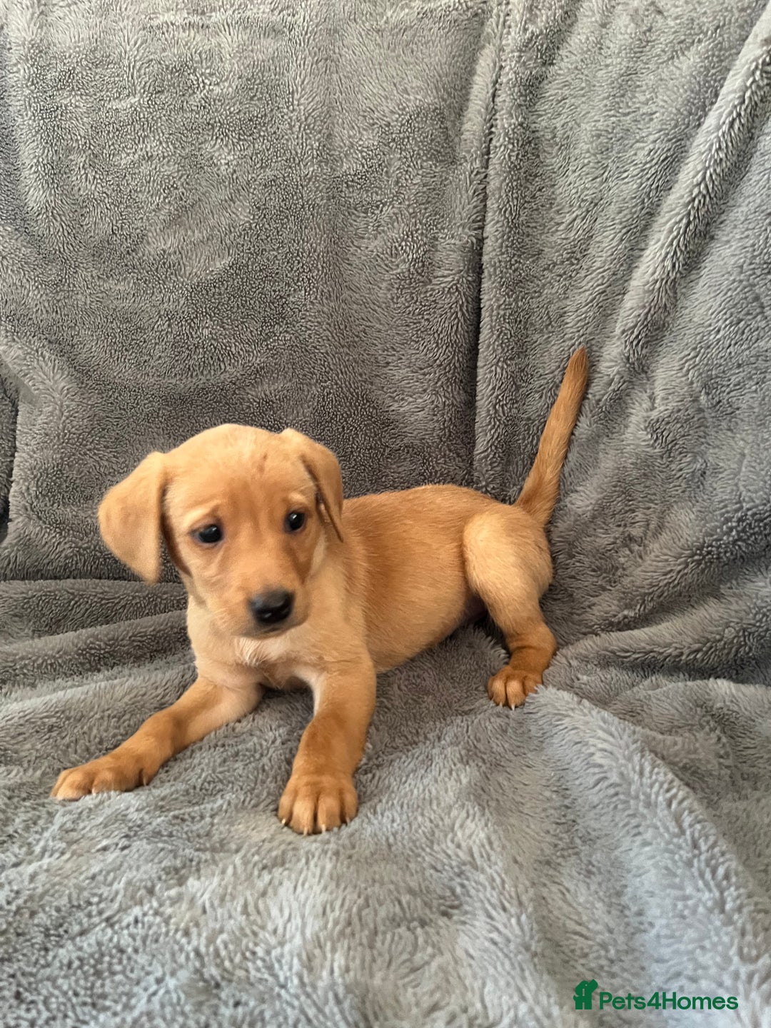Labrador Retriever dogs for sale: READY NOW - KC Fox Red Labrador Puppies  - Image 7