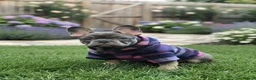 French Bulldog dogs for sale: Pick of the litter - great quality frenchie - Advert 3
