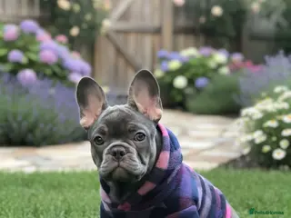 French Bulldog dogs Pick of the litter - great quality frenchie - Advert 1